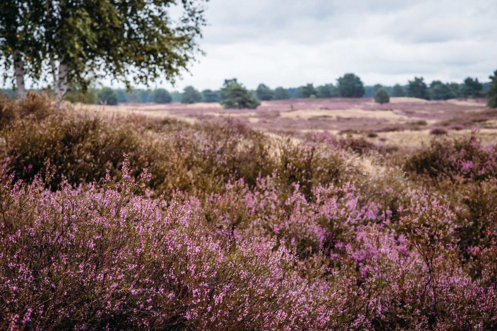 nemitzer heidelandschaft 1 © Fotografin: kina becker