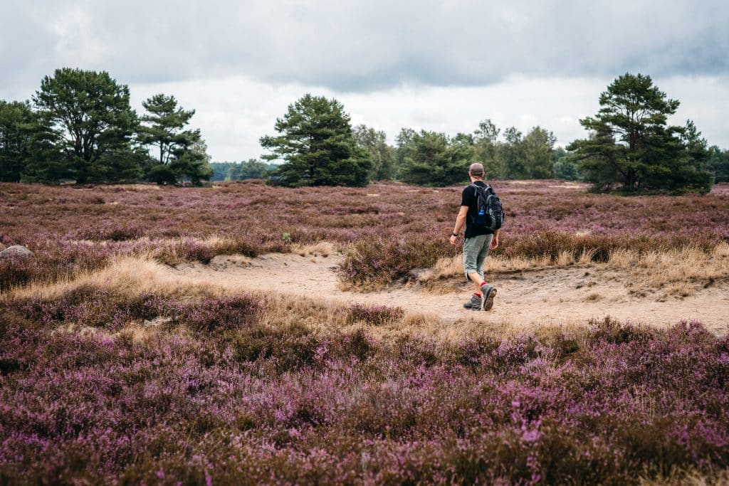 wanderer in der nemitzer heide © kina becker wanderer in der nemitzer heide © kina becker