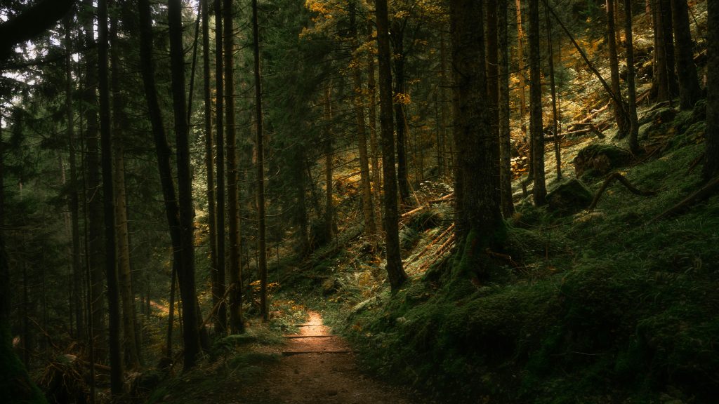 pexels photo 16806202 16806202 A tranquil forest path illuminated by soft daylight through towering trees.