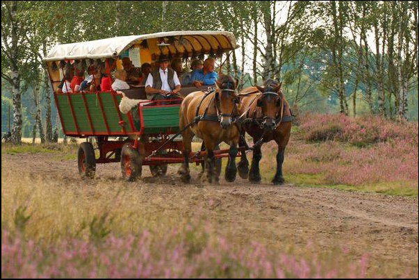 kutschfahrt durch nemitzer heide kutschfahrt durch nemitzer heide