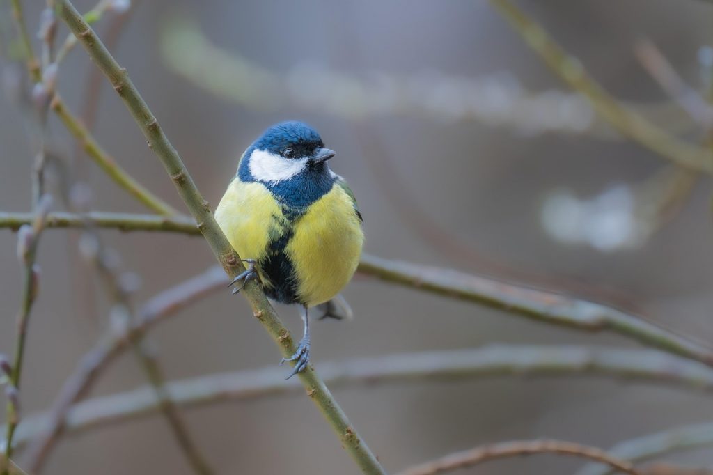 great tit, bird, feathers, plumage, branch, songbird, nature, bird watching