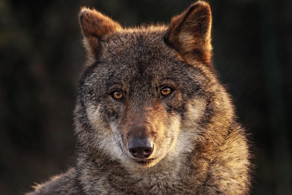 wolf, wild canids, carnivorous mammal, animal, fauna, nature, animal, animal, animal, animal, animal