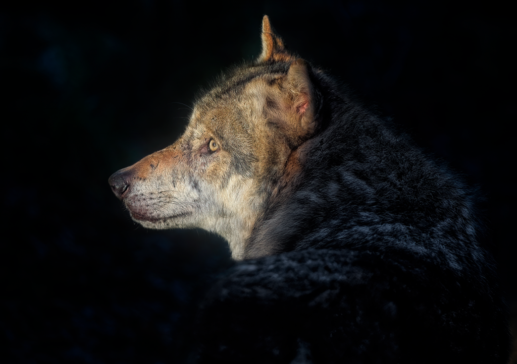 grey wolf, wolf, animal, mammal, canine, predator, hunter, wildlife, nature, portrait