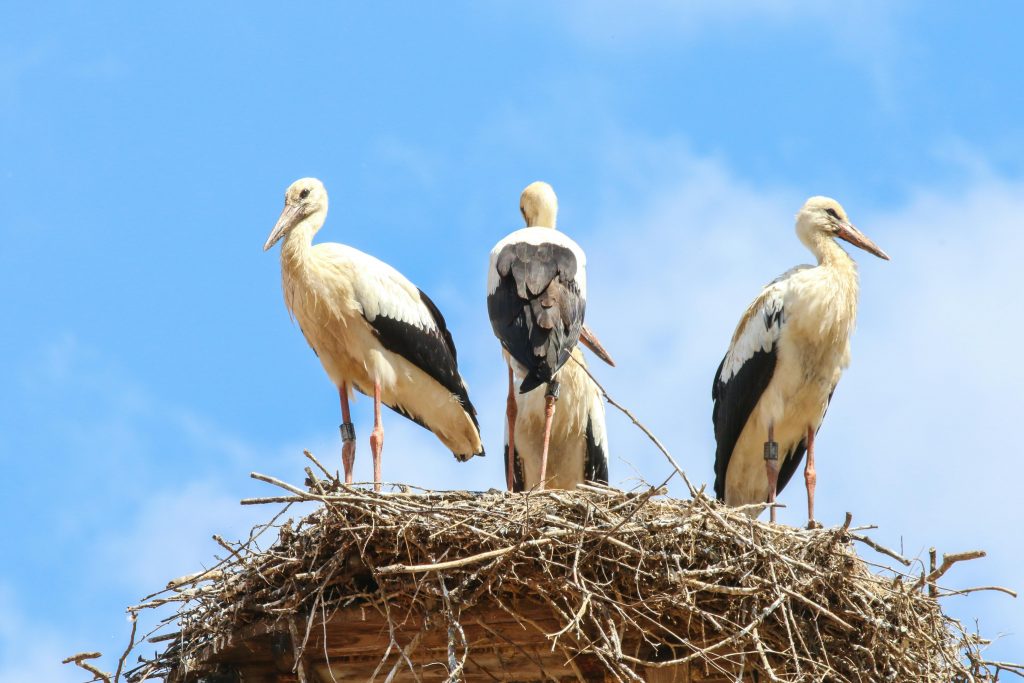 Three storks perched on a nest under a clear blue sky, captured from a low angle.