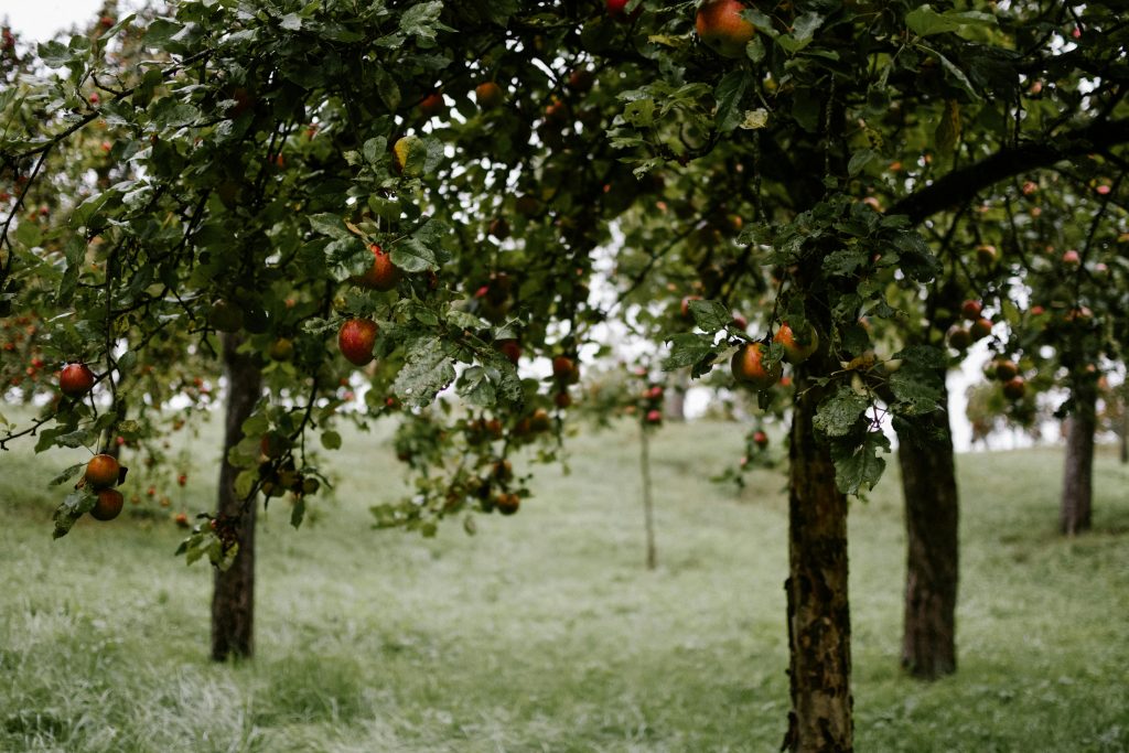 pexels photo 13317132 13317132 Vibrant apple orchard in Saarbrücken, Germany, displaying ripe fruits and leafy trees during a cloudy day.