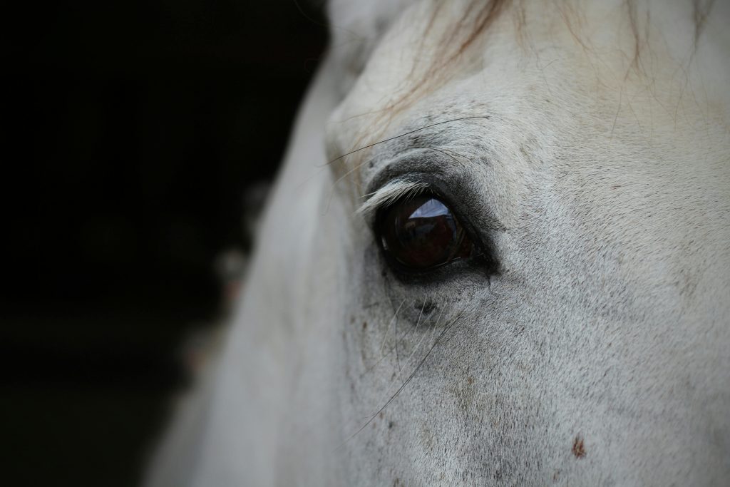 pexels photo 15499157 15499157 Detailed close-up view of a white horse's eye, capturing emotion and texture.