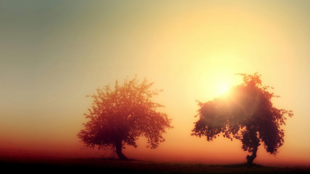 Beautiful silhouette of two trees at sunrise creating a serene landscape.