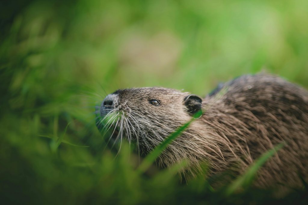 Close-up of a beaver amidst vibrant green grass in Lübbenau, Germany, highlighting its natural habitat.