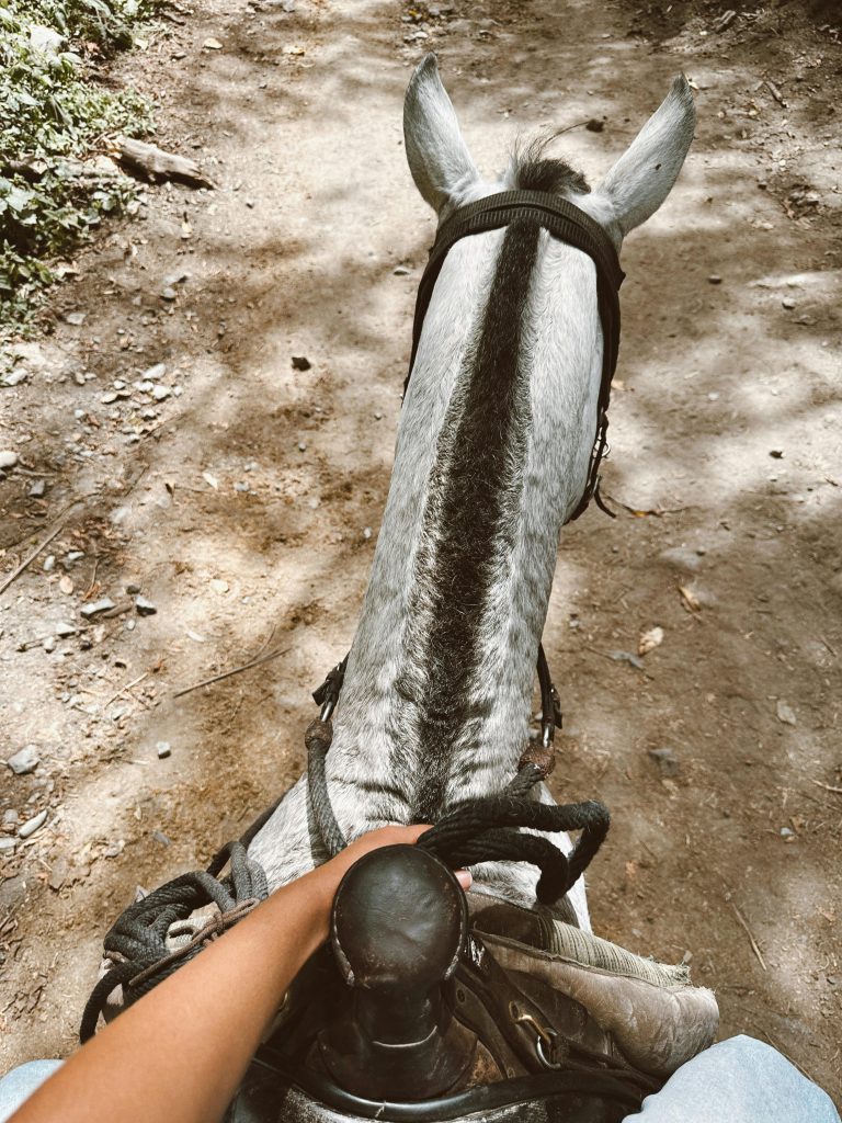 pexels photo 27564247 27564247 Close-up view of a horseback rider on a forest trail, showcasing adventure and nature.