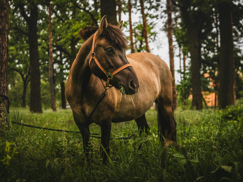 Reiten und Reiturlaub in Gartow und Umgebung