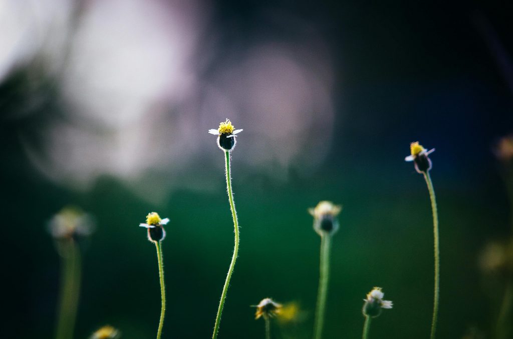 Artistic macro shot capturing delicate wildflowers against a blurred background.