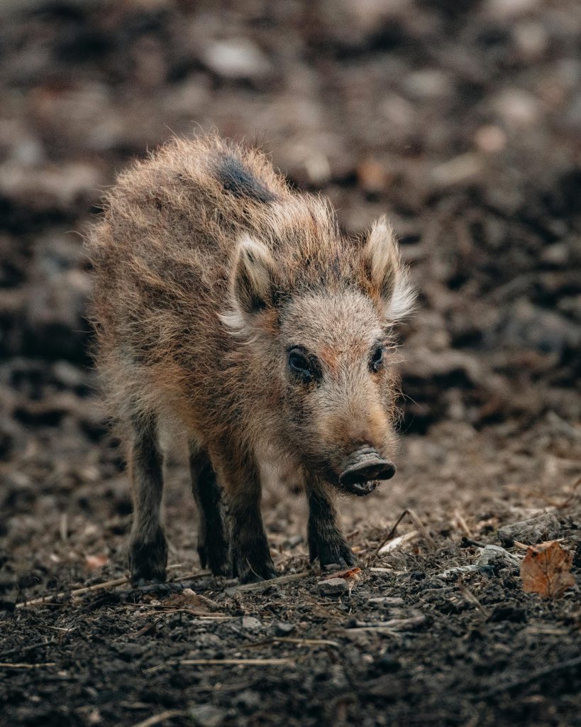 Brown wild boar with dark legs standing on withered grass against blurred background