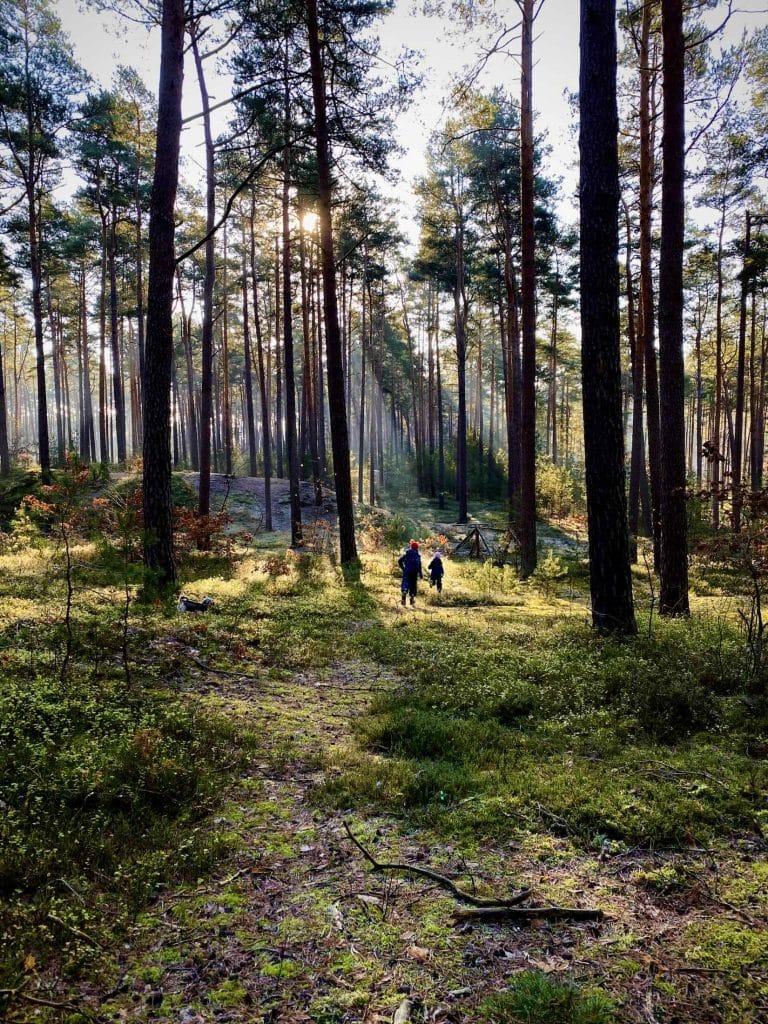 gartower forst wald lars poeck